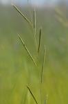Spartina pectinata Link
