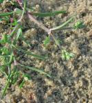 Spergularia marina (L.) Besser