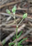 Spergularia marina (L.) Besser