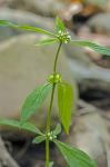 Spermacoce glabra Michx.