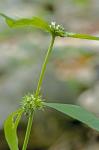 Spermacoce glabra Michx.