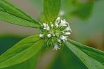 Spermacoce glabra Michx.