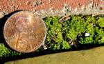 Sphaerocarpos texanus Austin