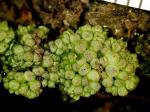 Sphaerocarpos texanus Austin