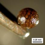 Sphaerocarpos texanus Austin