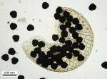 Sphaerocarpos texanus Austin