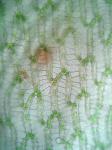Sphagnum cuspidatum Hoffm.