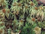 Sphagnum palustre Linnaeus