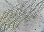 Sphagnum subsecundum Nees