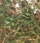 Sphenolobus minutus (Schreb.) Berggr. 