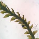 Sphenolobus minutus (Schreb.) Berggr. 