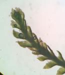Sphenolobus minutus (Schreb.) Berggr. 