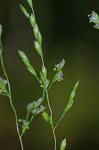 Sphenopholis nitida (Biehler) Scribn.