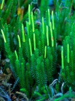Spinulum annotinum (L.) A. Haines