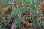 Spinulum annotinum (L.) A. Haines
