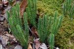 Spinulum annotinum (L.) A. Haines
