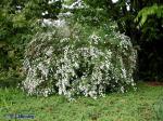 Spiraea ×vanhouttei (Briot) Carr.
