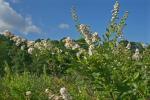 Spiraea alba Du Roi var. alba