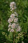 Spiraea alba Du Roi var. alba