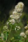 Spiraea alba Du Roi var. latifolia (Ait.) Dippel