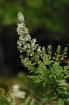Spiraea alba Du Roi var. latifolia (Ait.) Dippel