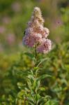 Spiraea alba Du Roi var. latifolia (Ait.) Dippel