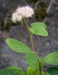 Spiraea corymbosa Raf.