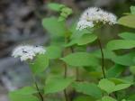 Spiraea corymbosa Raf.