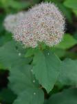 Spiraea corymbosa Raf.