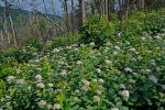 Spiraea corymbosa Raf.