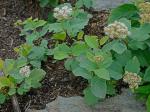 Spiraea corymbosa Raf.