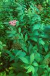 Spiraea japonica L. f.