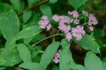 Spiraea japonica L. f.