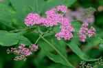 Spiraea japonica L. f.