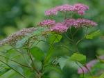 Spiraea japonica L. f.