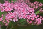 Spiraea japonica L. f.