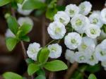 Spiraea prunifolia Sieb. & Zucc.