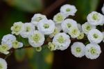 Spiraea prunifolia Sieb. & Zucc.