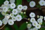 Spiraea prunifolia Sieb. & Zucc.