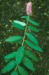 Spiraea salicifolia L.