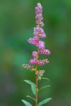Spiraea tomentosa L.