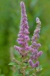 Spiraea tomentosa L.