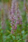 Spiraea tomentosa L.