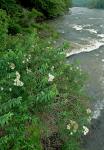 Spiraea virginiana Britt.