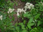 Spiraea virginiana Britt.