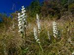Spiranthes arcisepala M.C. Pace