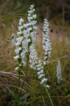 Spiranthes arcisepala M.C. Pace