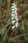 Spiranthes arcisepala M.C. Pace