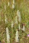 Spiranthes bightensis M.C. Pace