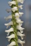 Spiranthes bightensis M.C. Pace